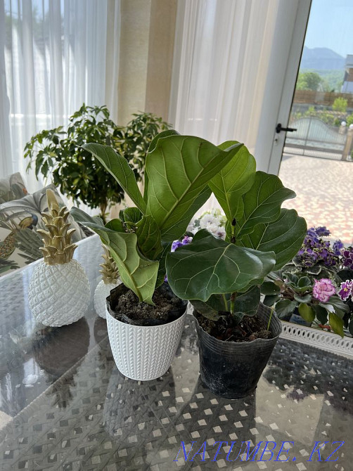 Фикусы шривериана, лирата, белиз, тинеке, разные сорта Алматы - изображение 1