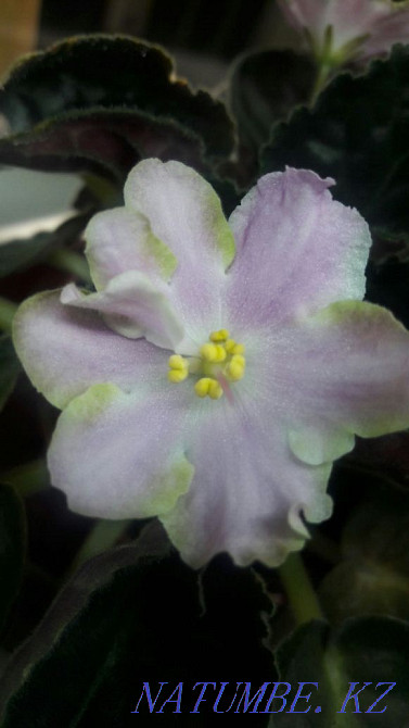 Цветы. Фиалки. Только коллекционные сорта! Распродажа излишек!!! Алматы - изображение 6