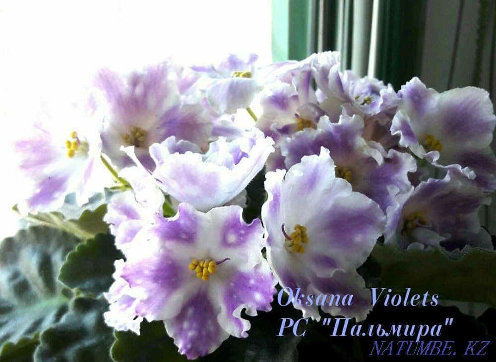Цветы. Фиалки. Только коллекционные сорта! Распродажа излишек!!! Алматы - изображение 2