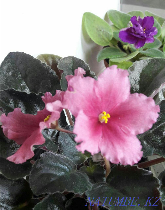 Цветы. Фиалки. Только коллекционные сорта! Распродажа излишек!!! Алматы - изображение 5