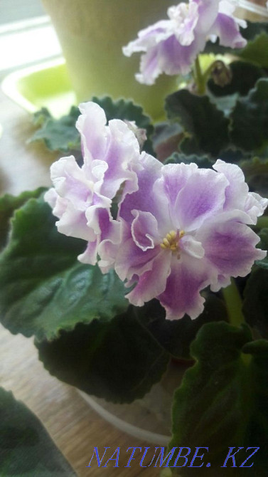 Цветы. Фиалки. Только коллекционные сорта! Распродажа излишек!!! Алматы - изображение 7