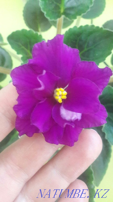 Цветы. Фиалки. Только коллекционные сорта! Распродажа излишек!!! Алматы - изображение 3