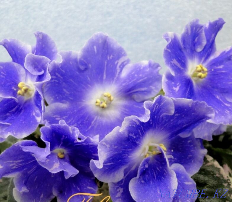 Цветы. Фиалки. Только коллекционные сорта! Распродажа излишек!!! Алматы - изображение 1