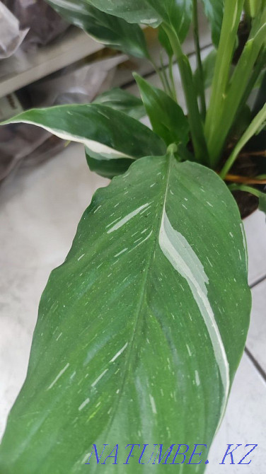Spathiphyllum domino Almaty - photo 3
