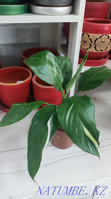 Spathiphyllum domino Almaty - photo 2