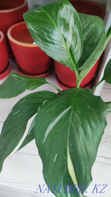 Spathiphyllum domino Almaty - photo 1