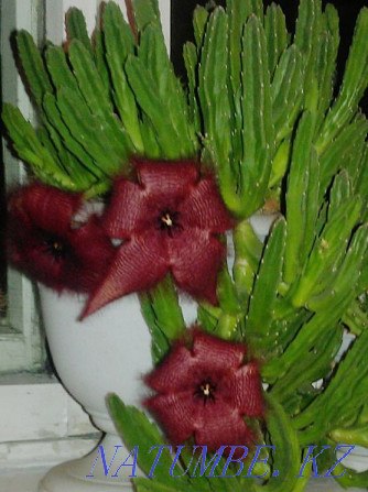 Stapelia (flowering cactus) Almaty - photo 1