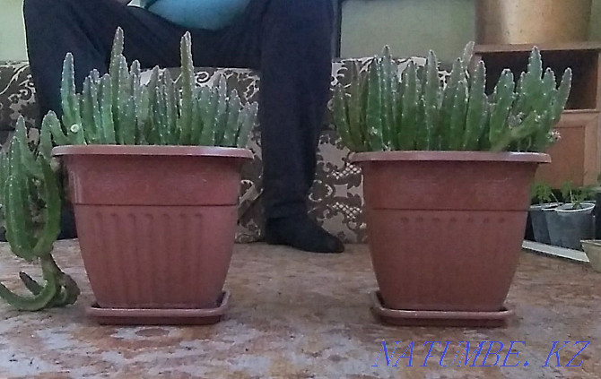 Stapelia (flowering cactus) Almaty - photo 2