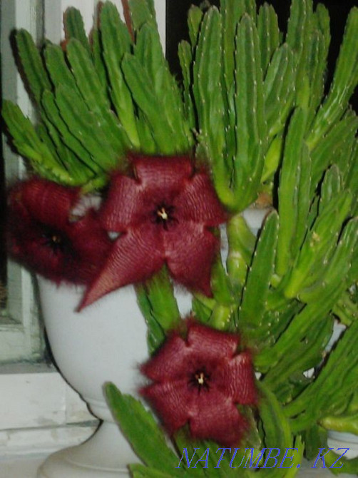 Stapelia (flowering cactus) Almaty - photo 1