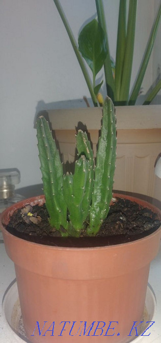 Stapelia (flowering cactus) Almaty - photo 3