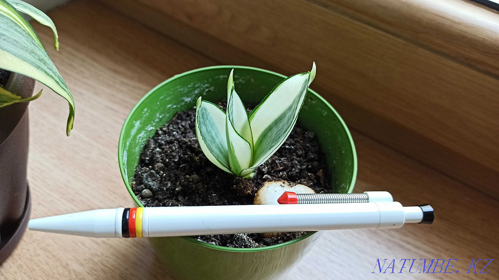 Sansevieria жарқын өсімдік sansevieria Golden Hanni.  Алматы - изображение 3