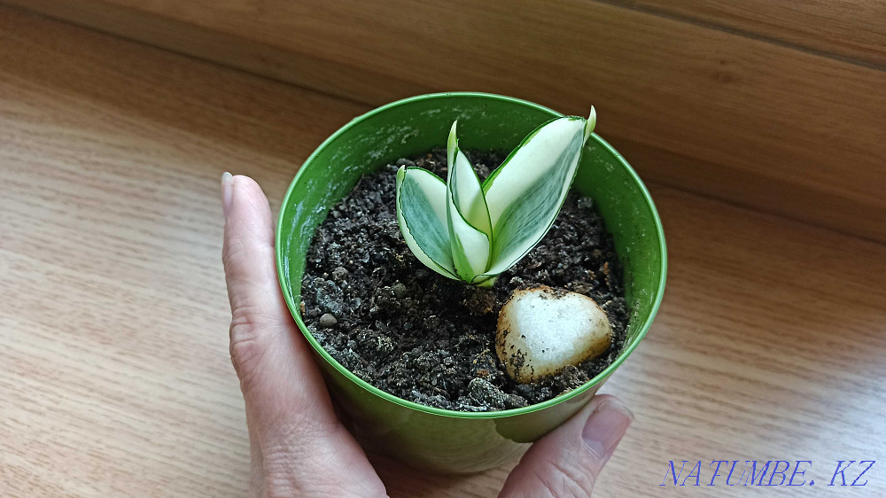 Sansevieria жарқын өсімдік sansevieria Golden Hanni.  Алматы - изображение 6
