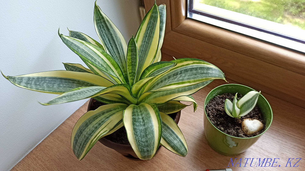 Sansevieria жарқын өсімдік sansevieria Golden Hanni.  Алматы - изображение 1
