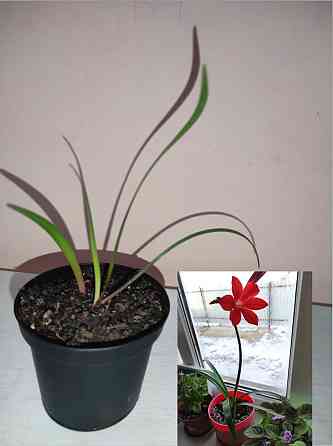 Продается лилия комнатное растение Atyrau