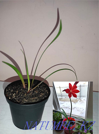 Продается лилия комнатное растение Атырау - изображение 1