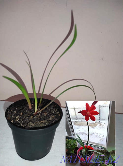 houseplant lily for sale Atyrau - photo 1