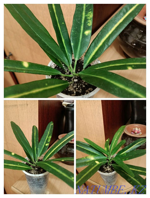 Croton shoots "Banana" Pavlodar - photo 3