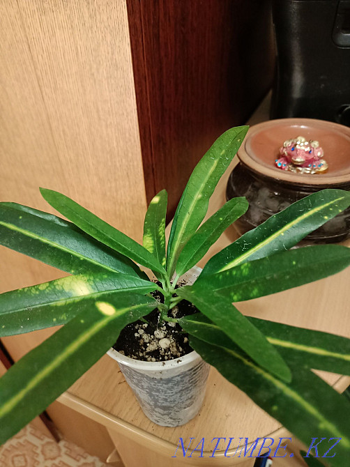 Croton shoots "Banana" Pavlodar - photo 2