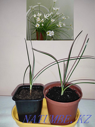 Zephyranthes flower for sale (upstart) Atyrau - photo 1