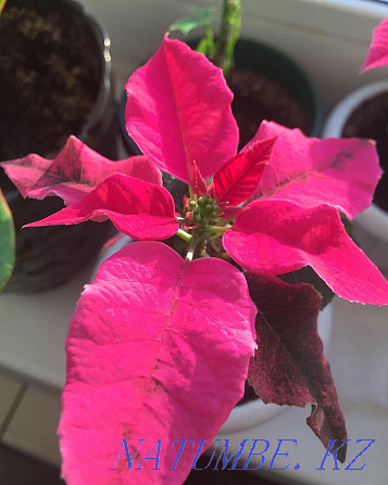 Raspberry poinsettia Pavlodar - photo 2