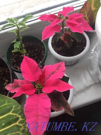 Raspberry poinsettia Pavlodar - photo 4