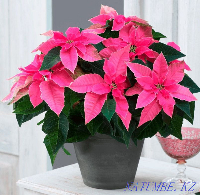 Raspberry poinsettia Pavlodar - photo 1