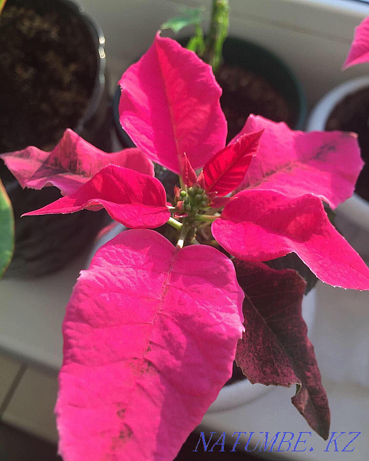 Raspberry poinsettia Pavlodar - photo 2