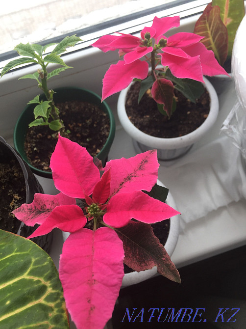 Raspberry poinsettia Pavlodar - photo 4