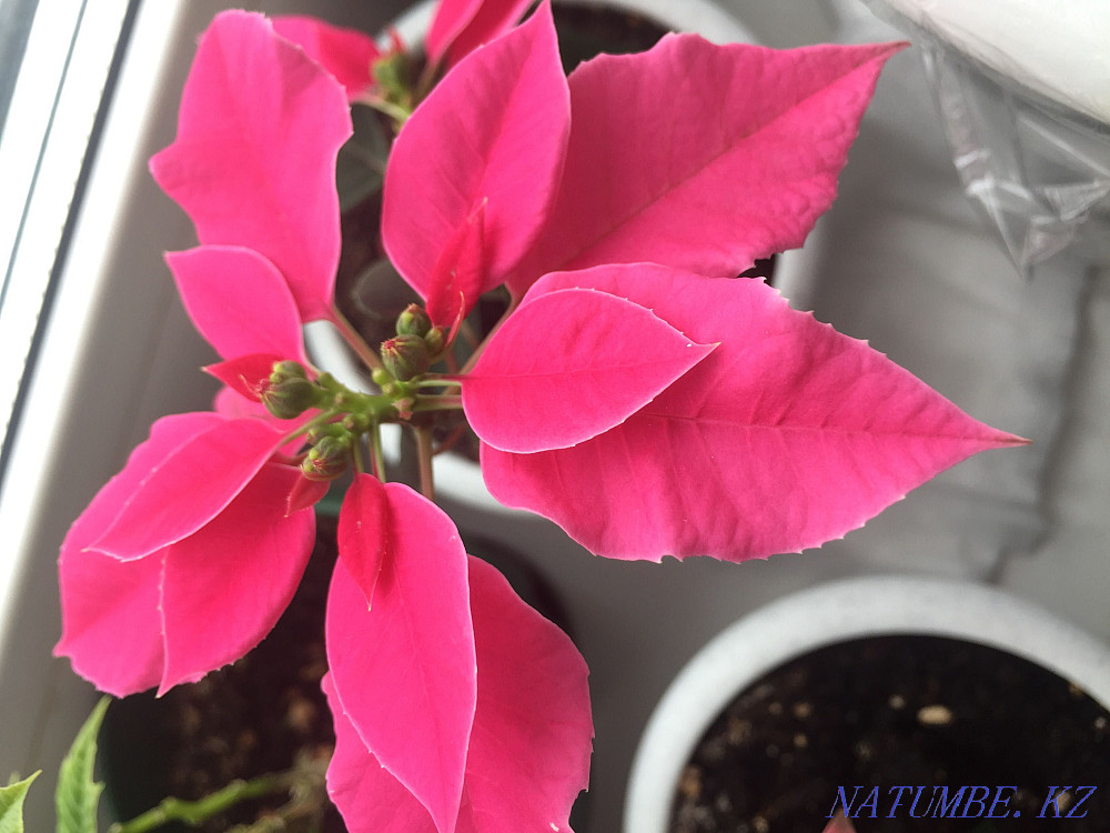 Raspberry poinsettia Pavlodar - photo 5