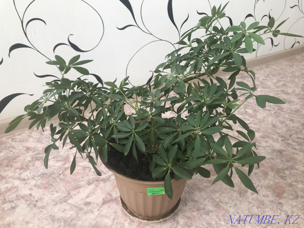 Indoor flowers sell Pavlodar - photo 5