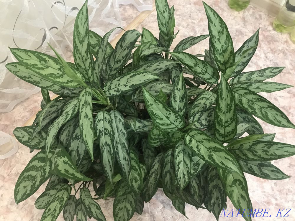 Indoor flowers sell Pavlodar - photo 1