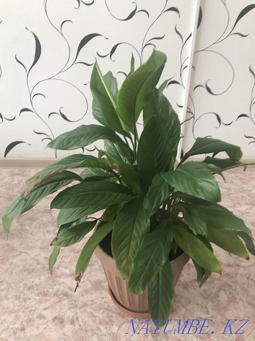 Indoor flowers sell Pavlodar - photo 4