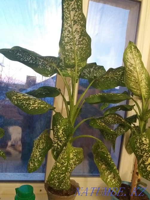 Indoor flowers are beautiful Petropavlovsk - photo 2