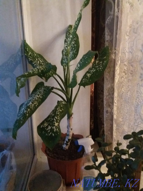 Indoor flowers are beautiful Petropavlovsk - photo 3