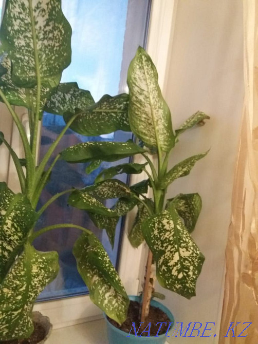 Indoor flowers are beautiful Petropavlovsk - photo 1