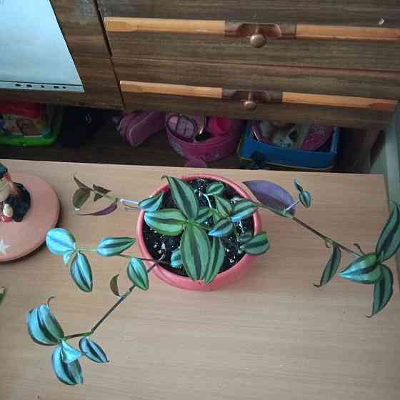 Зебрина- комнатное растение. Aqtau