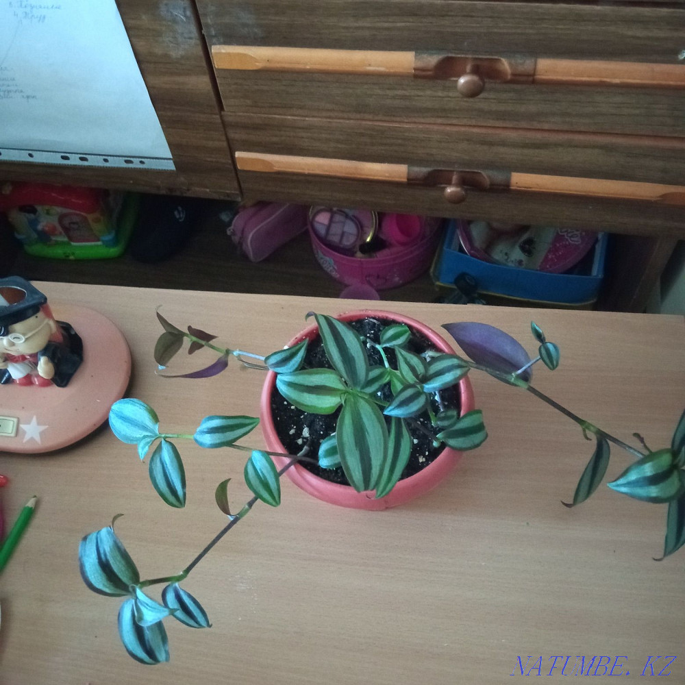 Zebrina is a house plant. Aqtau - photo 1