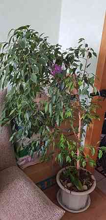 Цветок Фикус (дерево)  Павлодар 