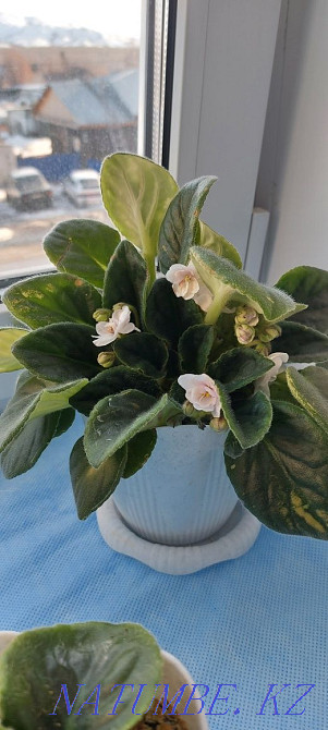 Күлгін гүлдермен алмасу, әдемі, жас. Шемонаиха - изображение 4