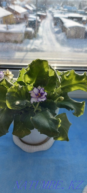 Күлгін гүлдермен алмасу, әдемі, жас. Шемонаиха - изображение 1