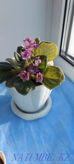 Күлгін гүлдермен алмасу, әдемі, жас. Шемонаиха - изображение 2