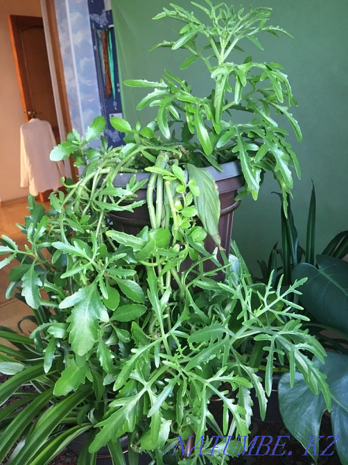 Kalanchoe laciniata or deer horns, crassula, succulent, deer antlers Almaty - photo 3