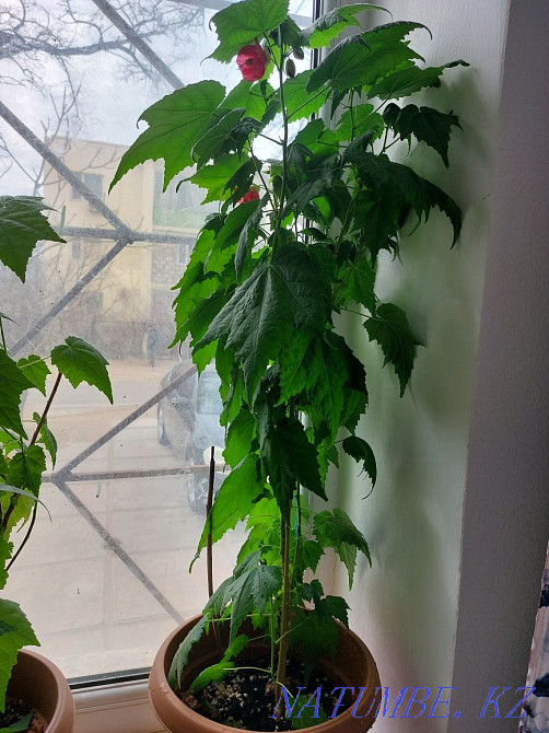 Sell flower Abutilon Aqtau - photo 2