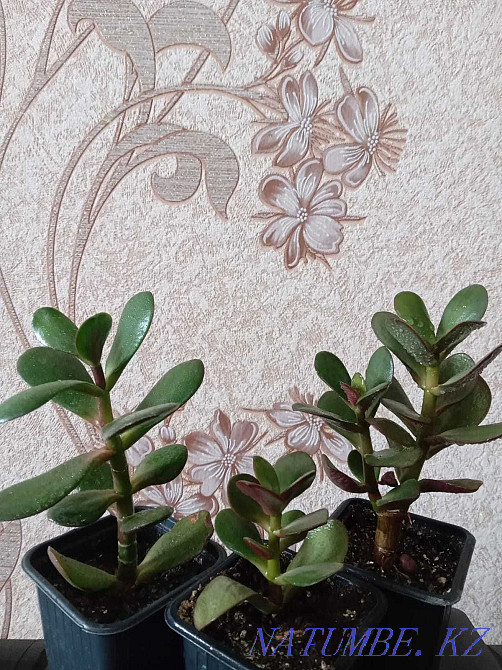 Crassula (Crassula) Petropavlovsk - photo 1