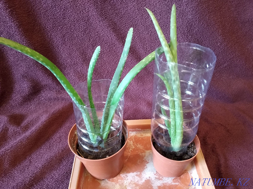 Aloe Vera. Treatment plant Almaty - photo 1