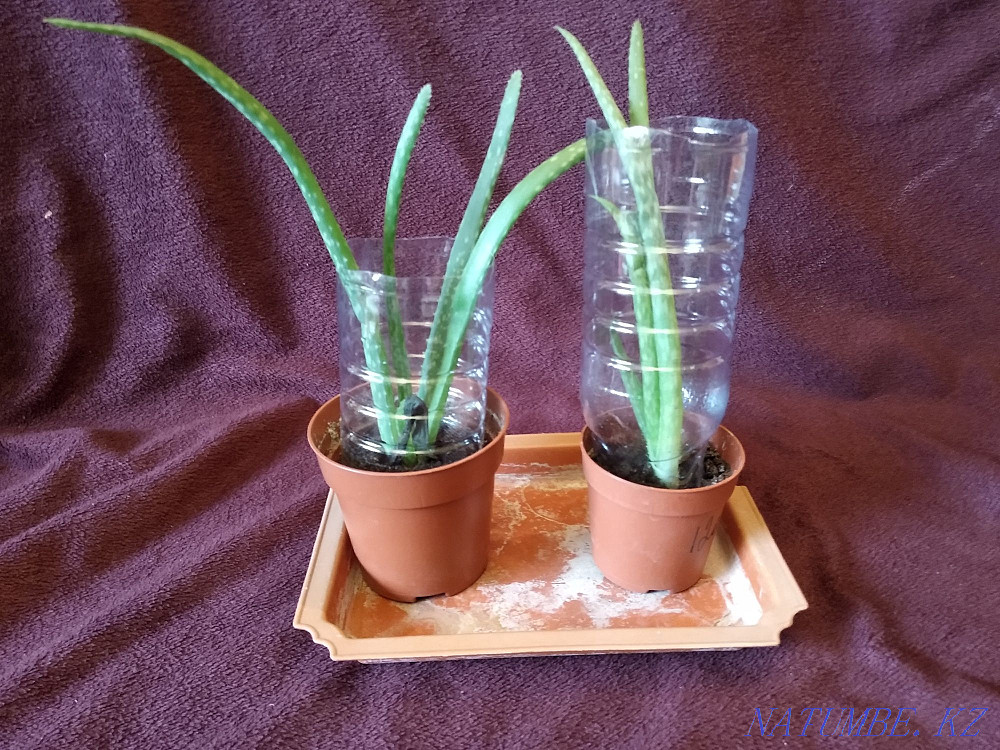 Aloe Vera. Treatment plant Almaty - photo 2