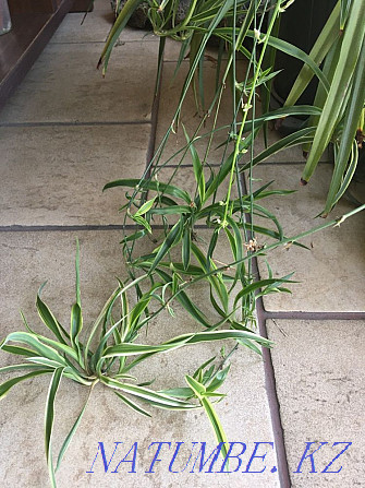 Chlorophytum babies, bundle 10pcs Almaty - photo 1