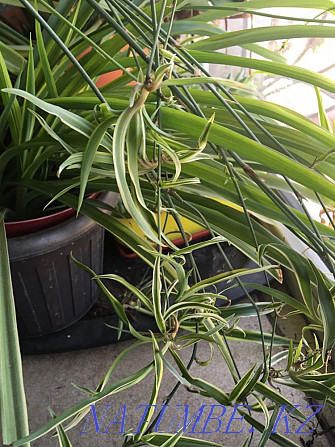 Chlorophytum сәбилер, байлам 10 дана  Алматы - изображение 3