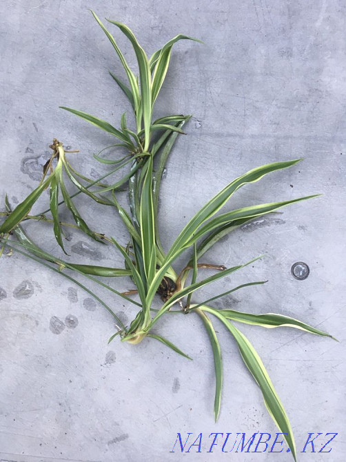 Chlorophytum babies, bundle 10pcs Almaty - photo 4