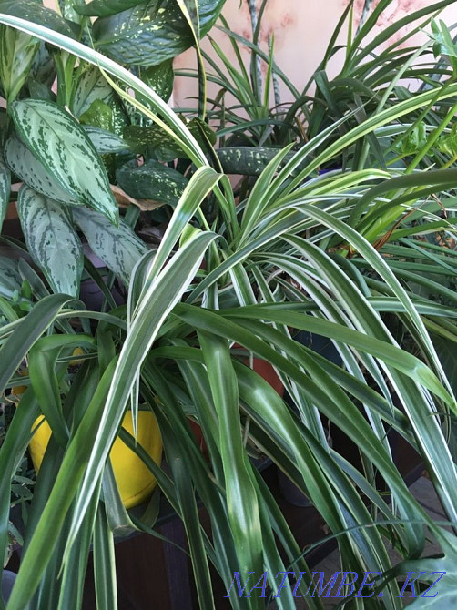 Chlorophytum babies, bundle 10pcs Almaty - photo 2